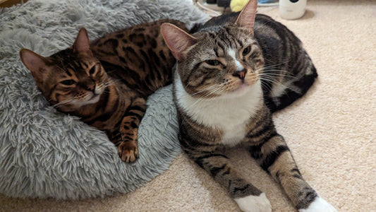 Yanna and Jake, the Fussy Cat story.