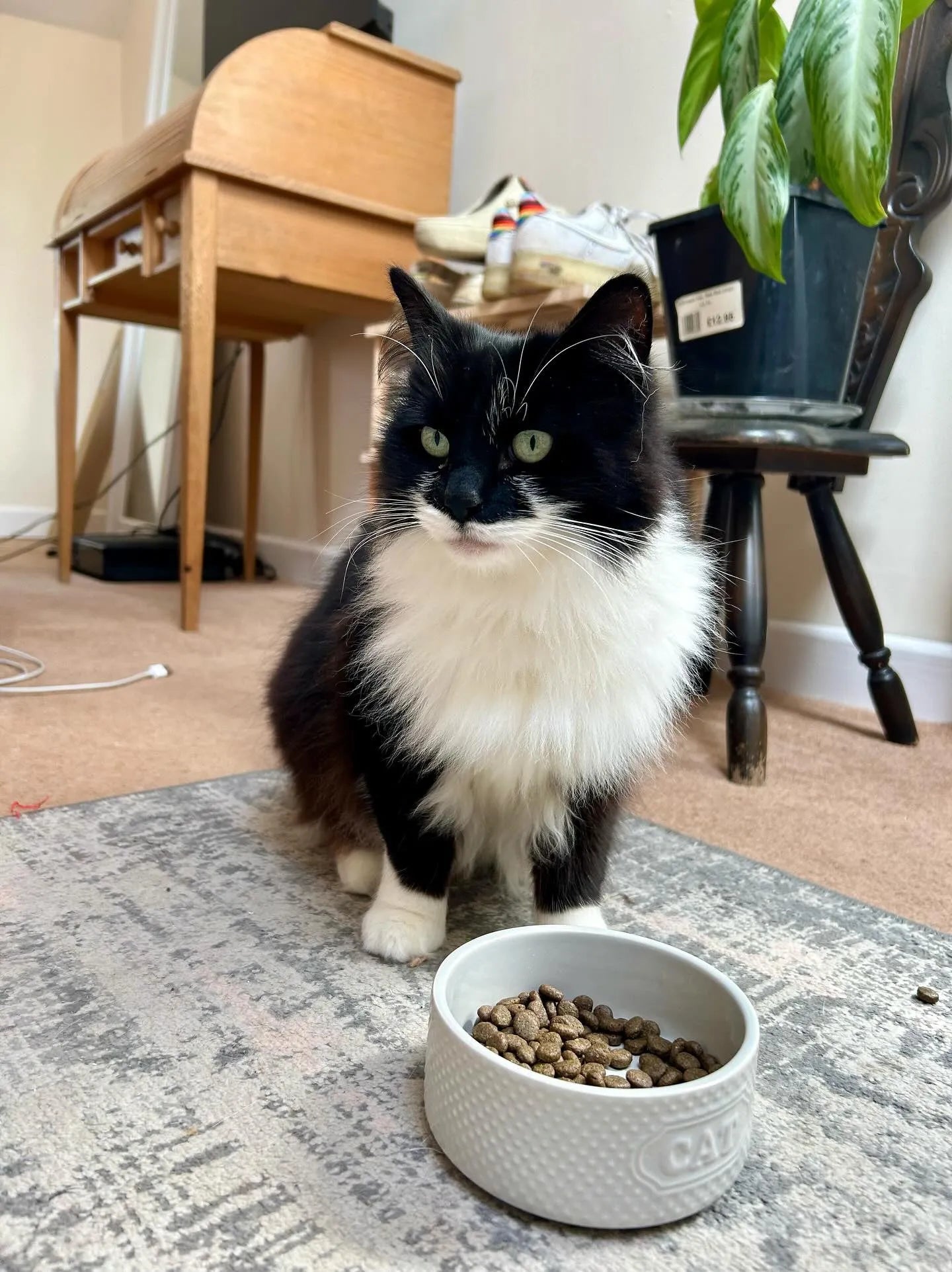 Black and white cat with green eyes sitting next to a white bowl of dry cat food.