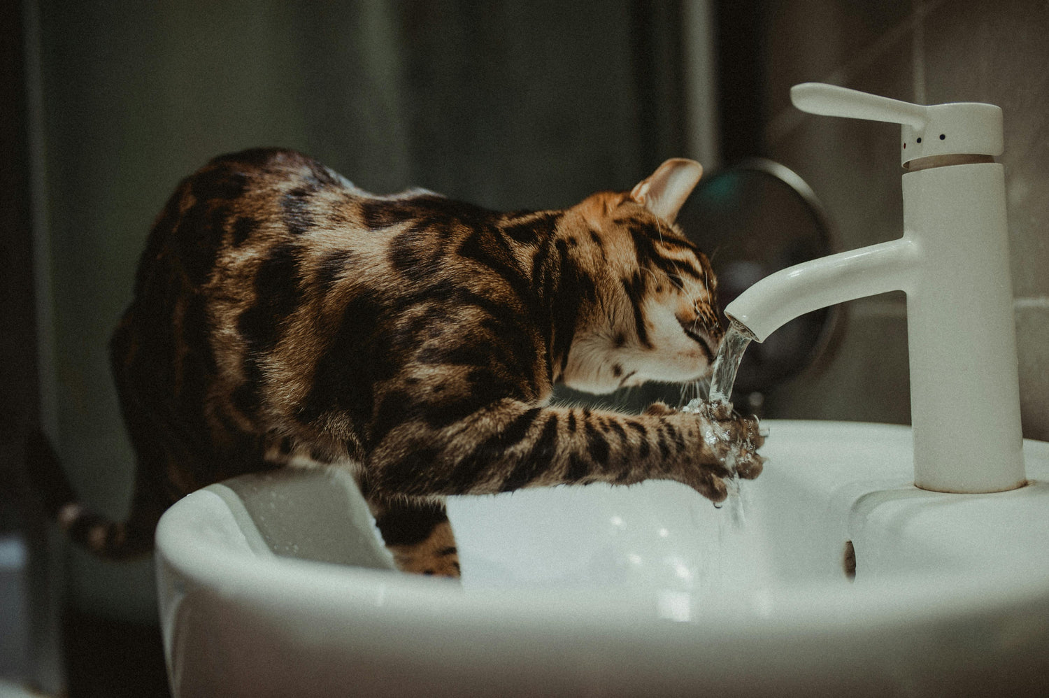 Bengal cat drinking from a running tap. The Fussy Cat Fountain replicates this