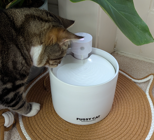 Cat drinking from the Fussy Cat Ceramic Water Fountain