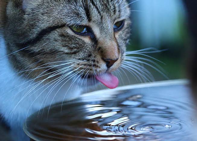 Why hydration is important in Cats
