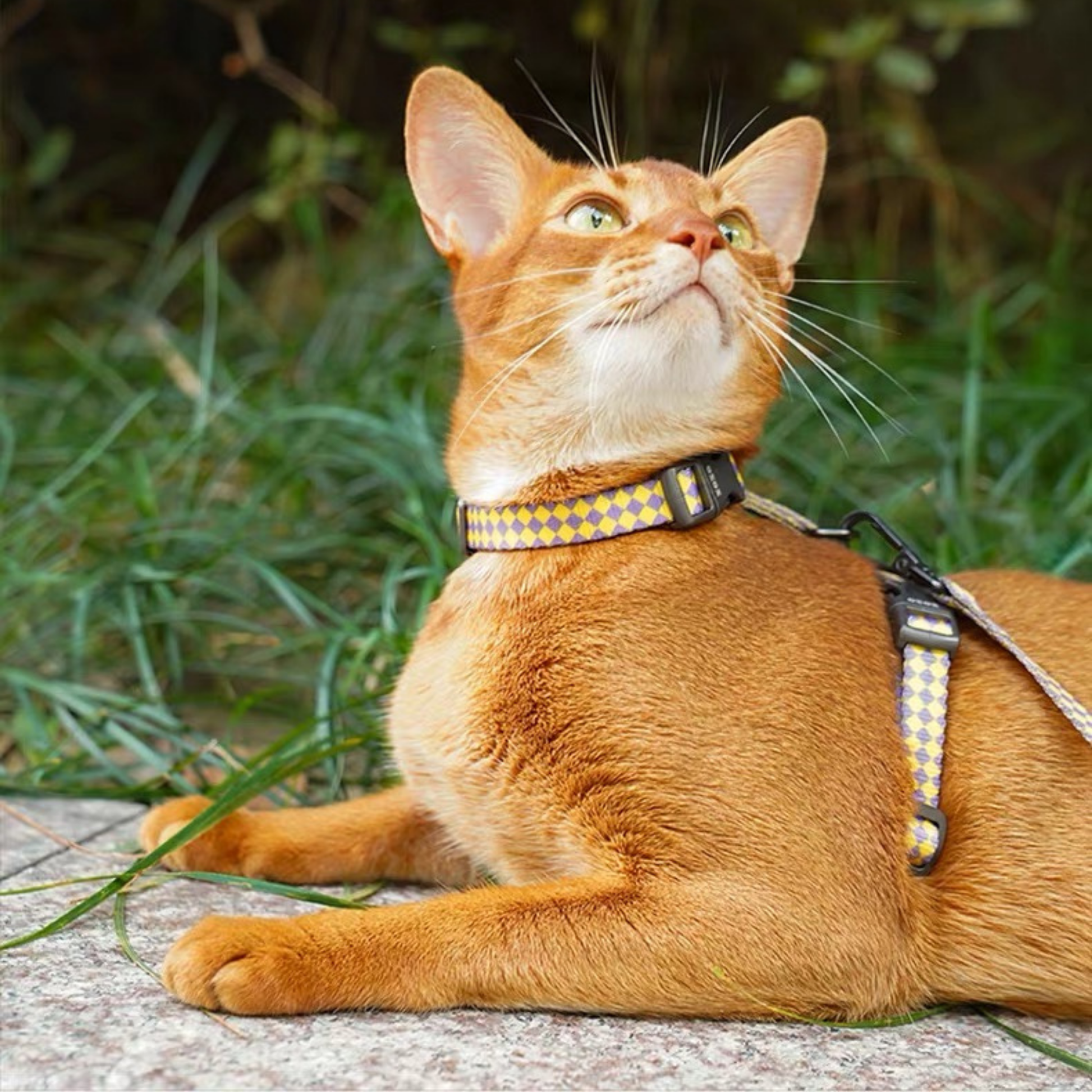 zeze Plaid Cat Harness & Leash Set-Fussy Cat