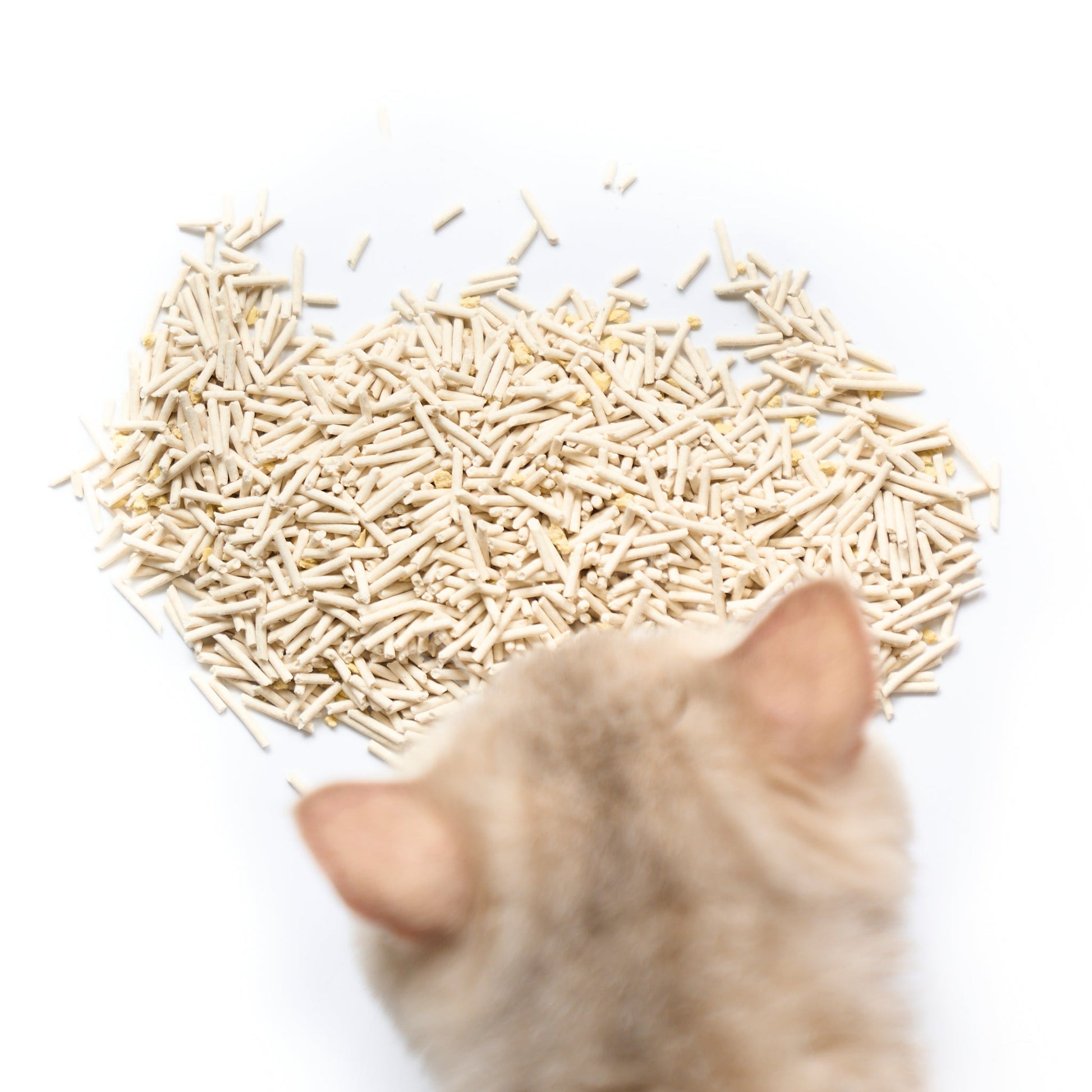 Cat looking at a heart-shaped pile of Cococat cat litter on a white background