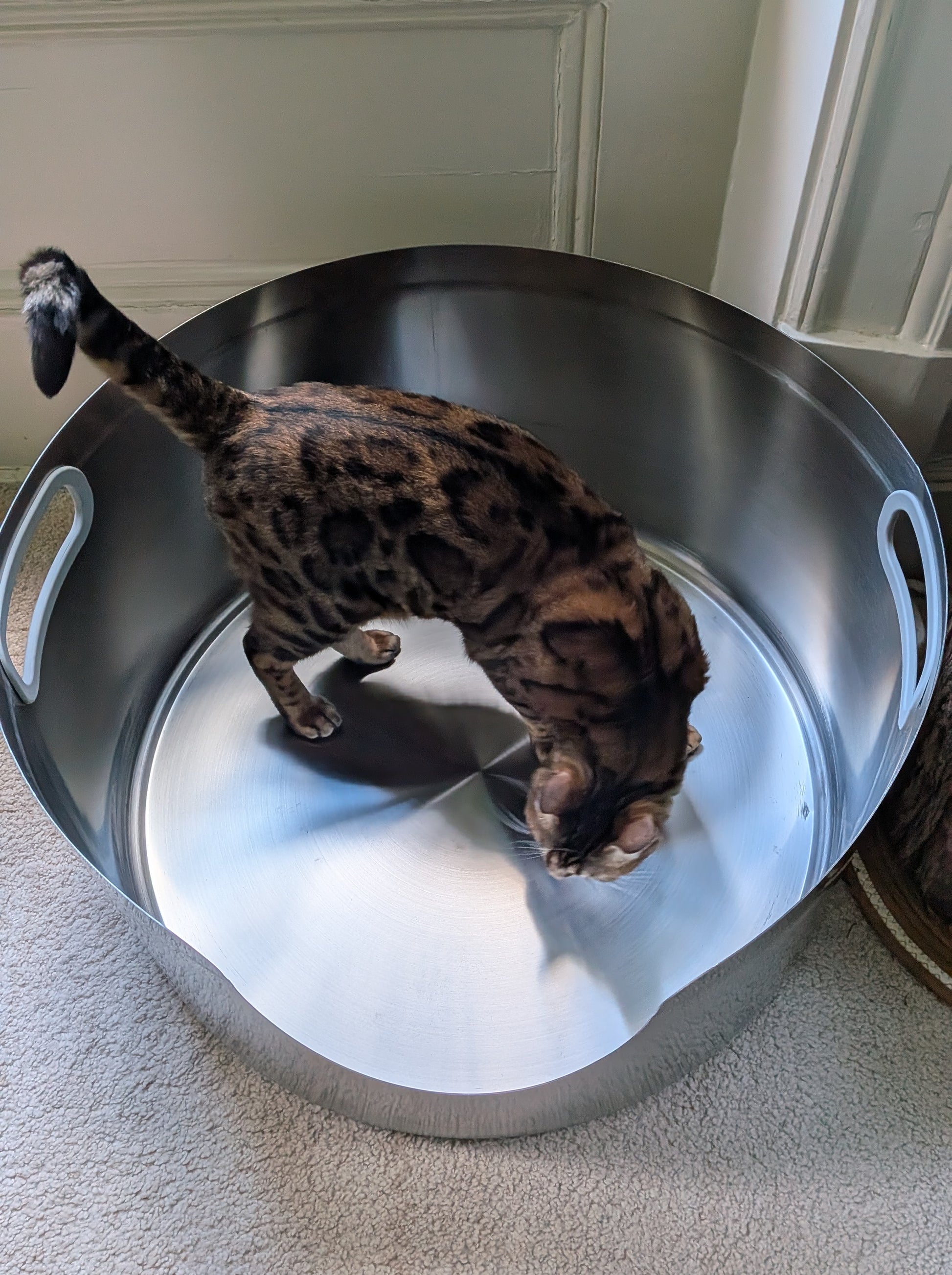 Bengal cat inside a large, round, silver stainless steel litter box with white handles.