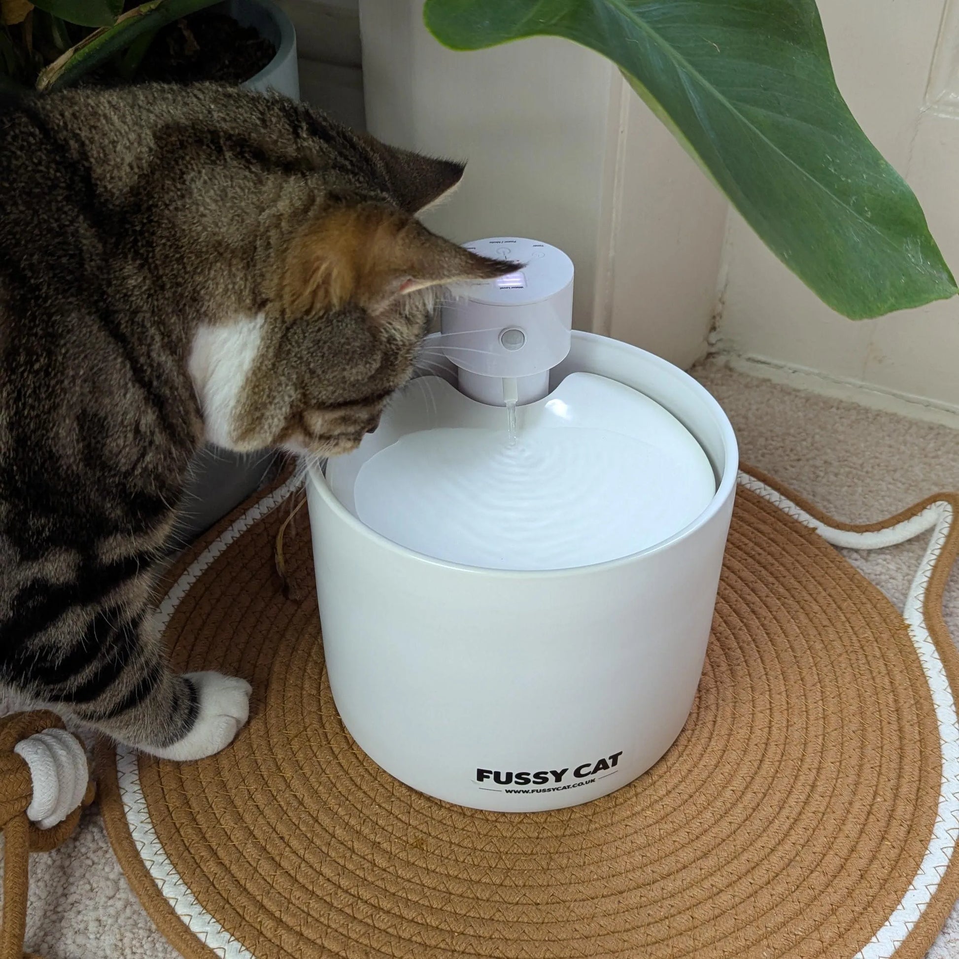 Tabby cat drinking from a white ceramic Fussy Cat wireless water fountain with flowing water.