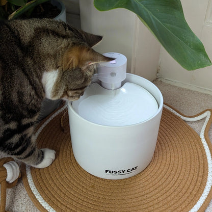 Tabby cat drinking from a white ceramic Fussy Cat wireless water fountain with flowing water.