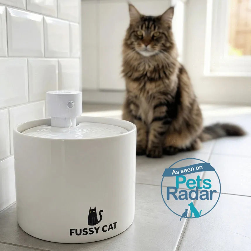 White ceramic Fussy Cat water fountain with flowing water, a Maine Coon cat in the background.