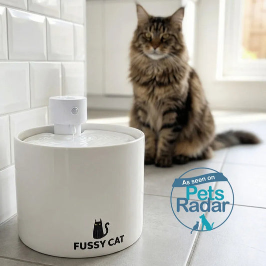 White ceramic Fussy Cat water fountain with flowing water, a Maine Coon cat in the background.