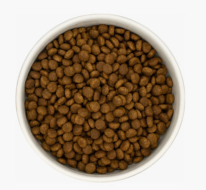 White bowl filled with small, round, brown kitten turkey & chicken kibble.