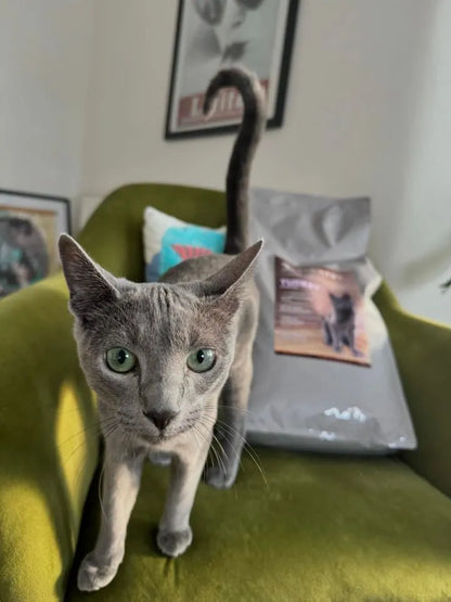 Gray kitten with green eyes standing on a green chair next to a gray bag of Kitten Turkey & Chicken food.
