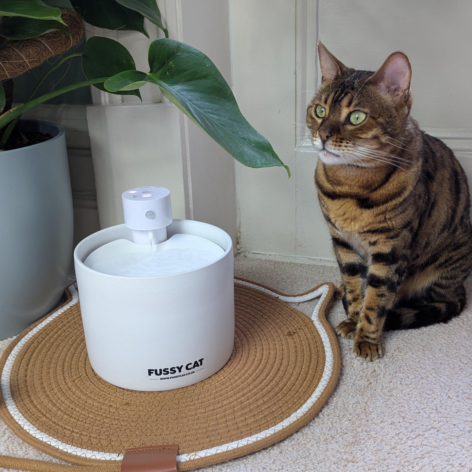 Bengal Cat Ceramic Water Fountain. A picture of a Bengal cat sitting next to the Fussy Cat Ceramic Water Fountain