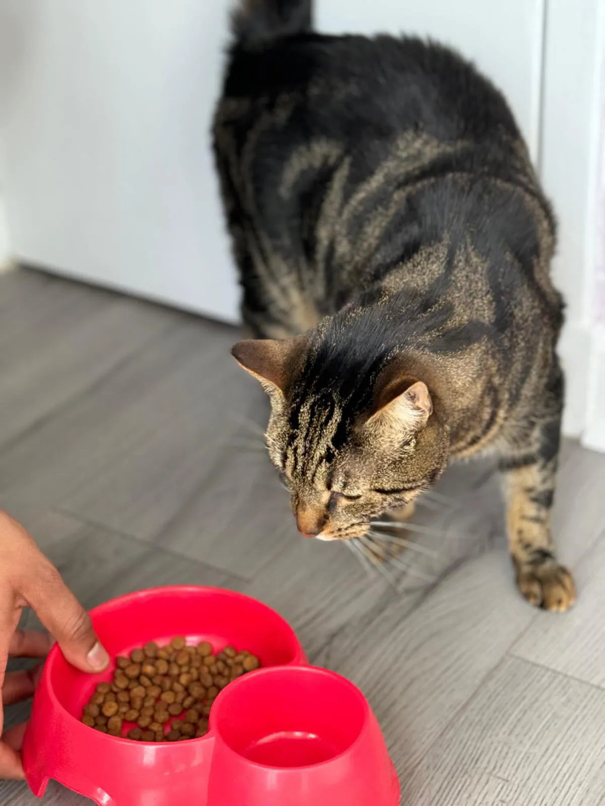 Tabby cat looking at a pink bowl of Turkey & Chicken Premium+ dry cat food on a grey floor.