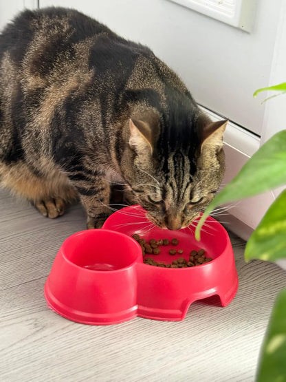 Tabby cat eating dry food from a bright red, double pet bowl on a light wood floor.