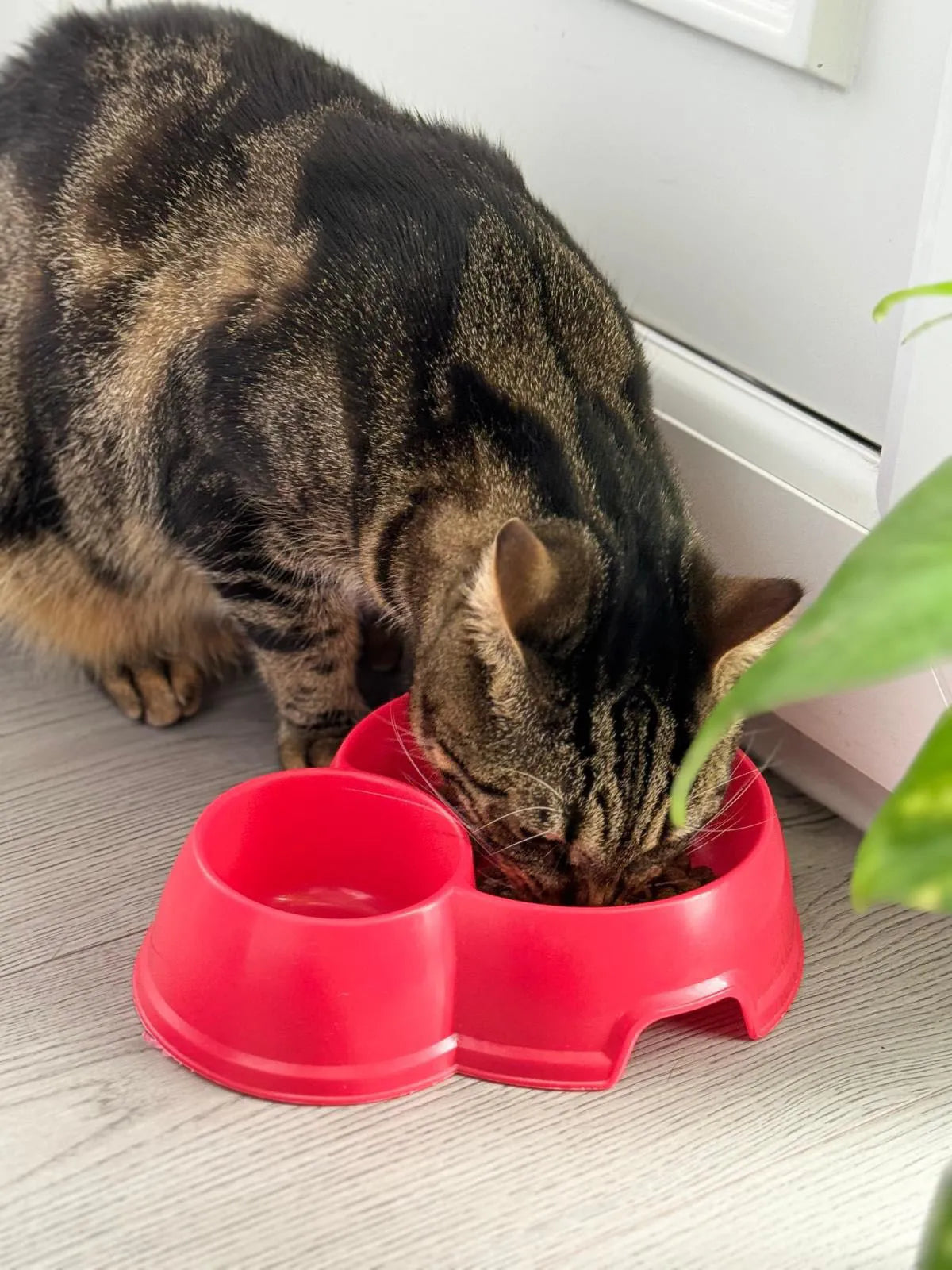 Tabby cat eating Turkey & Chicken Premium+ food from a red double bowl on a wooden floor.