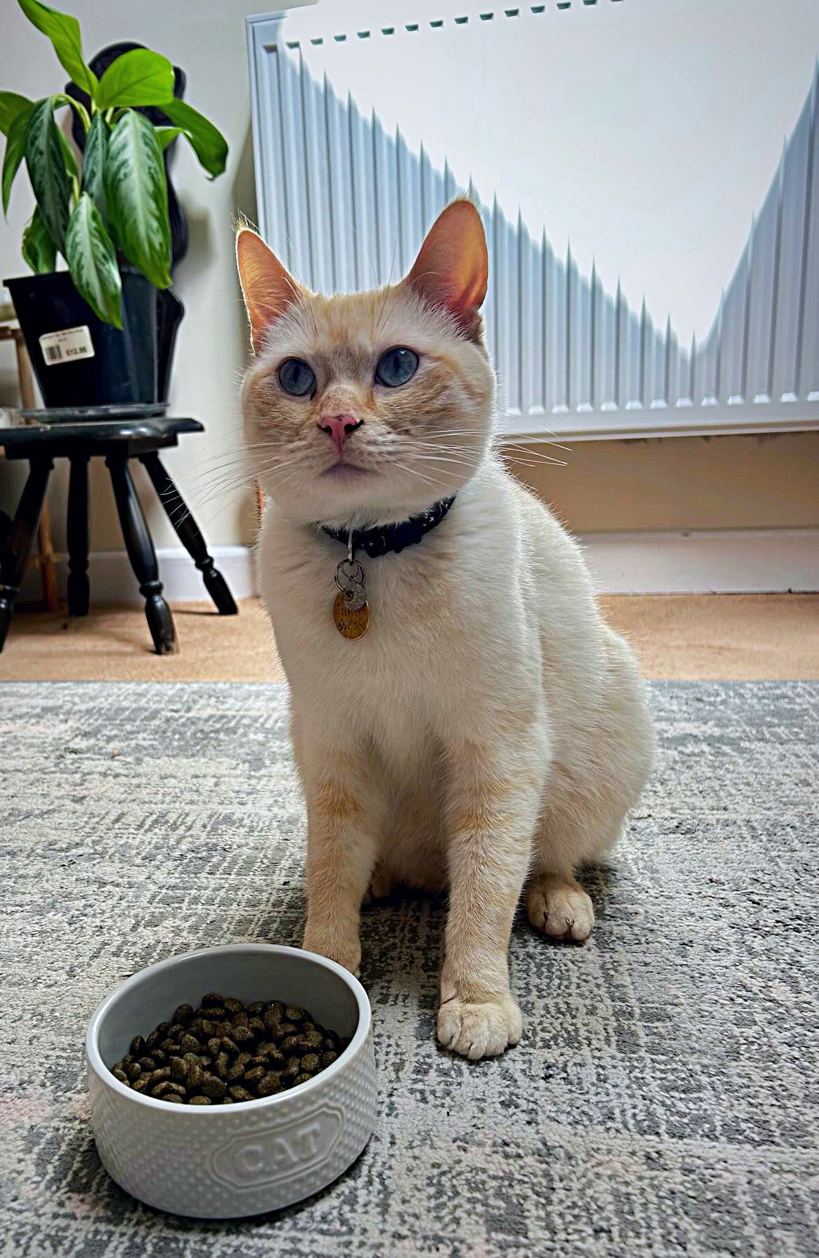 Cream-colored cat with blue eyes wearing a black collar, sitting beside a white bowl of dry cat food.