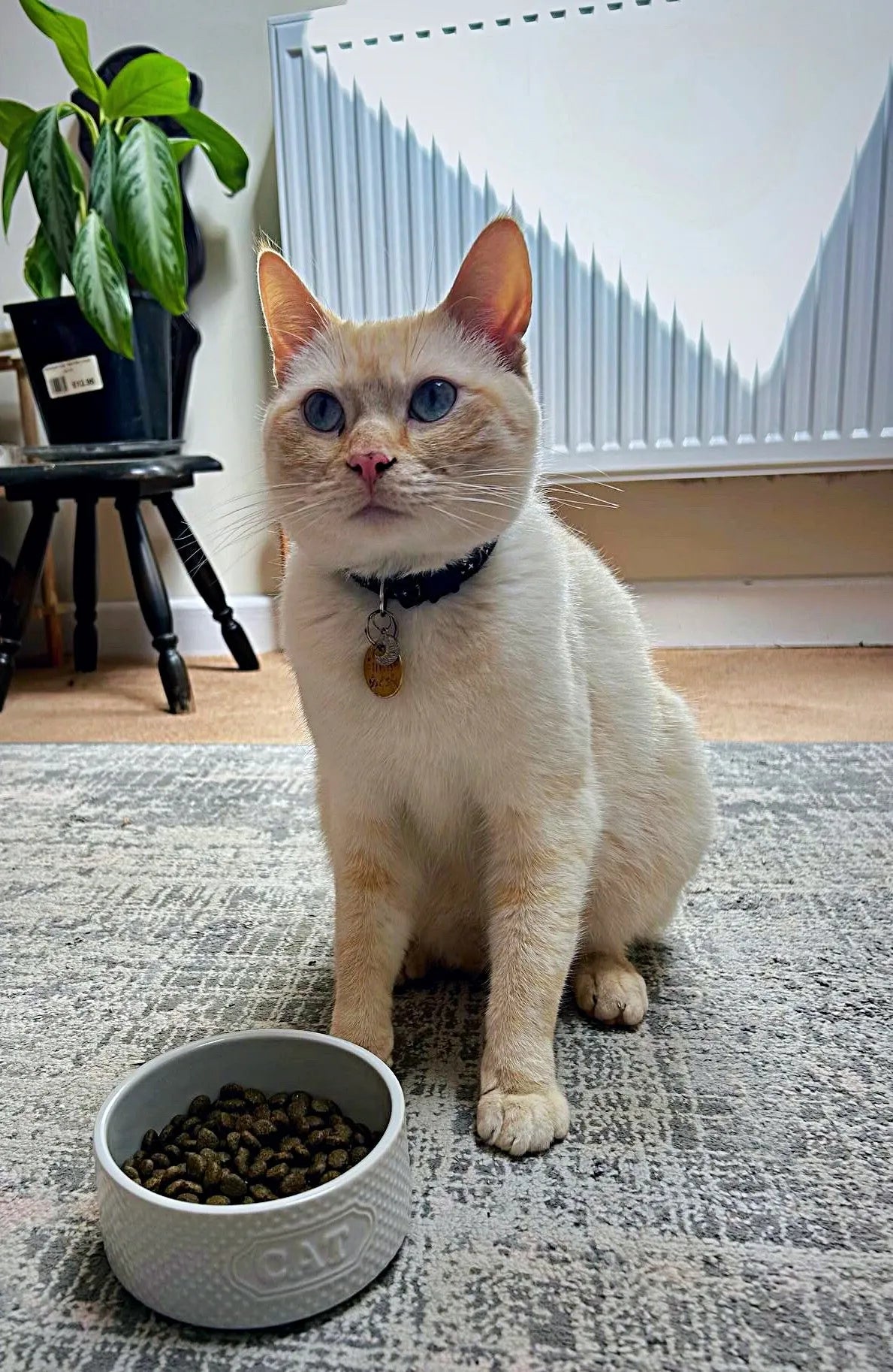 Cream-colored cat with blue eyes wearing a black collar, sitting beside a white bowl of dry cat food.