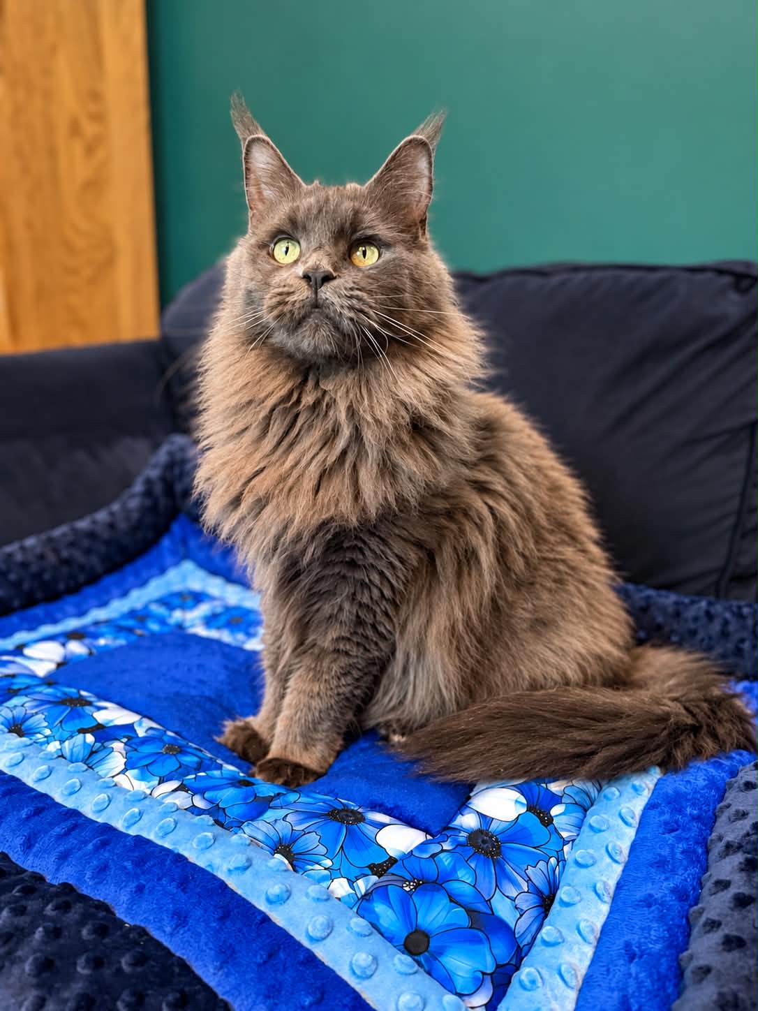 Luxury Plush Cat Blanket - Handmade, Soft & Cosy 50 × 70 cm