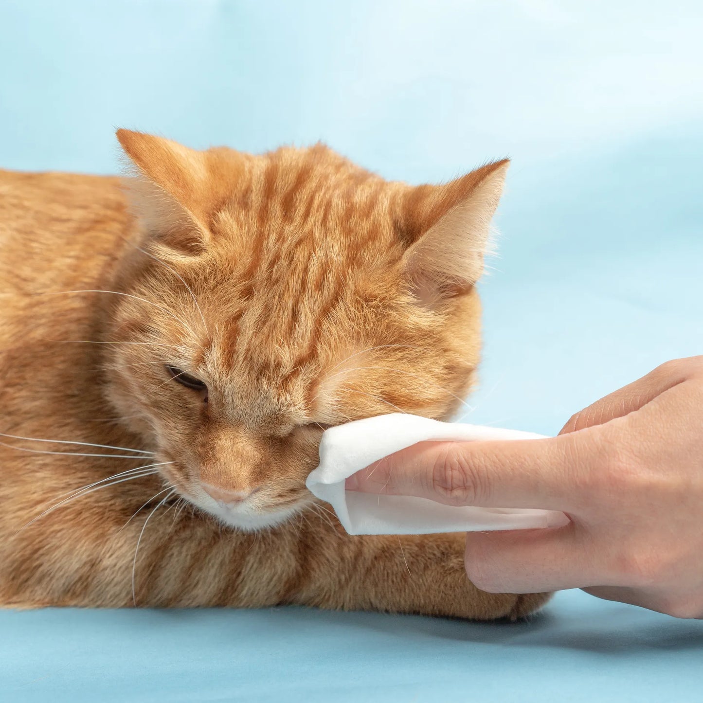 pidan Cleaning Wipes for Pets （ Fragrance Free）-Fussy Cat