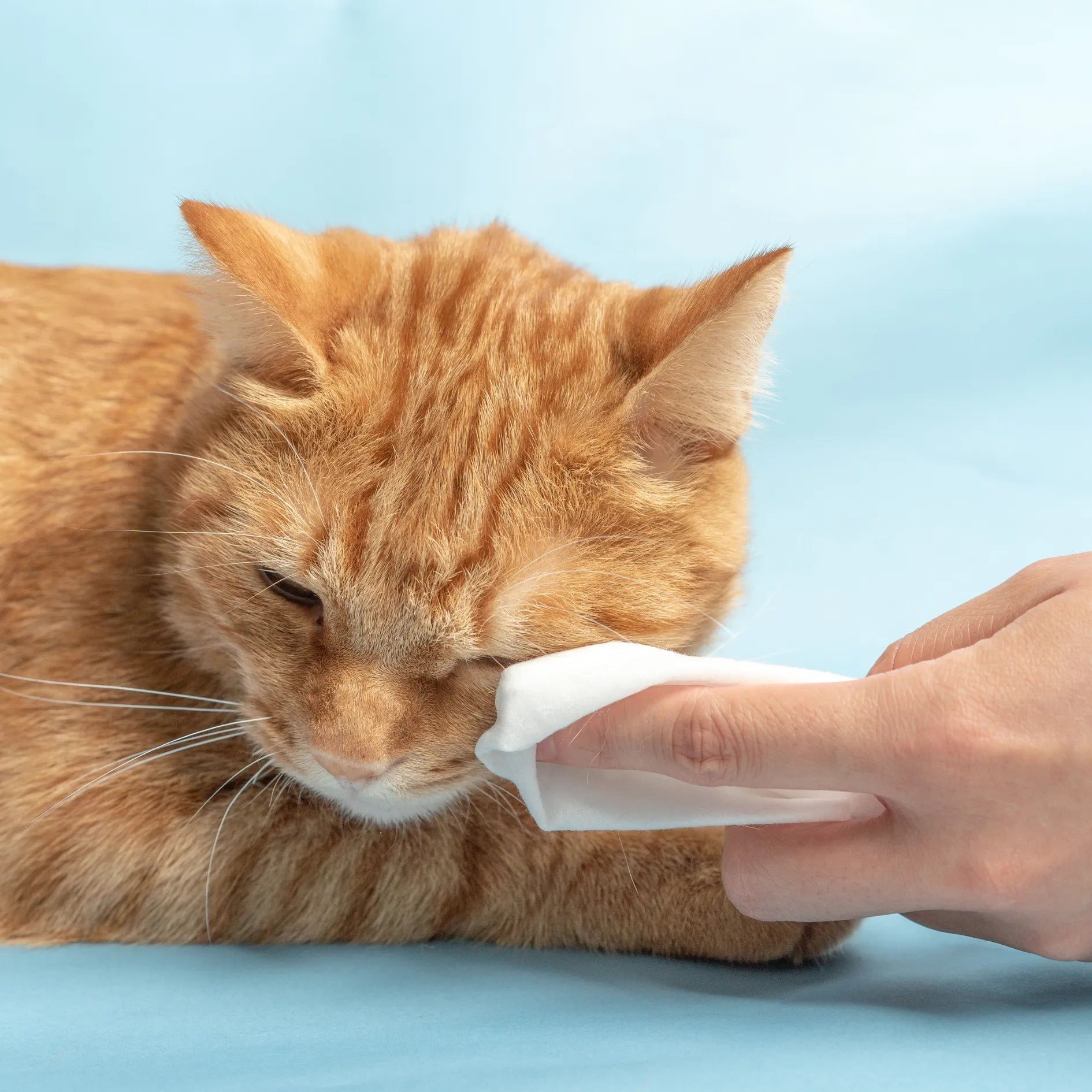 pidan Cleaning Wipes for Pets （ Fragrance Free）-Fussy Cat