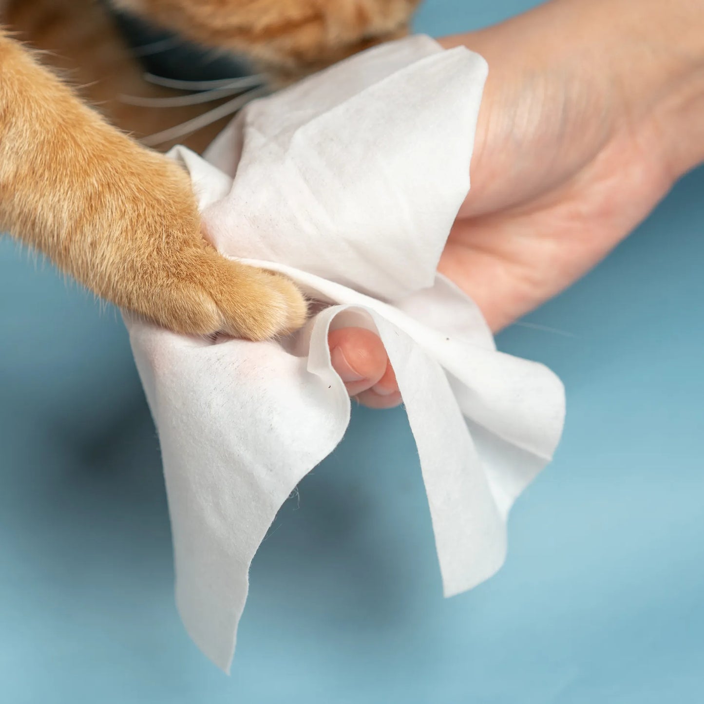 pidan Cleaning Wipes for Pets （ Fragrance Free）-Fussy Cat